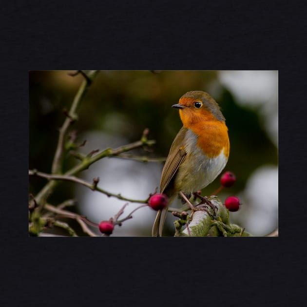 Robin Redbreast by Violaman